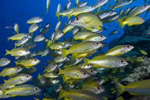 Stripe Prints: Schooling yellow-striped goatfish (Mulloidichthys vanicolensis). Great Barrier Reef