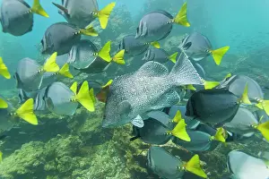 Ecological Diversity Prints: Schooling yellow-tailed surgeonfish (Prionurus punctatus)