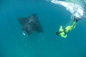 Scientist Prints: Scientist free diving to make a photo identification of an individual manta ray (Manta birostris)