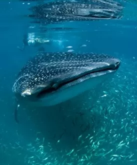 Scientist and whale shark (Rhincodon typus) feeding at the surface on zooplankton, mouth open, known as ram feeding