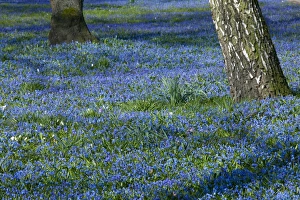Scilla, (Scilla siberica)