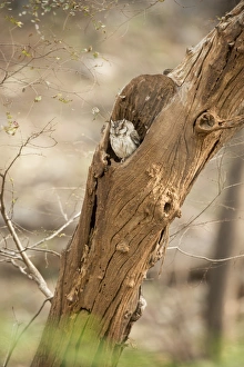Bark Prints: Scops owl (Otus) (Strigidae), Ranthambhore, Rajasthan, India, Asia