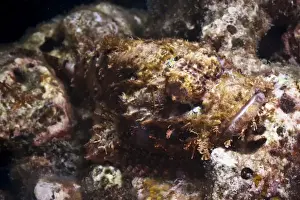 Fishes Prints: Scorpionfish (bearded scorpionfish) (Scorpaenopis barbatus)