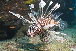 Fishes Prints: Scorpionfish (common lionfish) (Pterois miles)