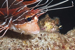 Fishes Prints: Scorpionfish (white-lined lionfish)