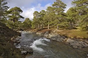 Scots Pine forest and Lui Water, Deeside, near Braemar, Cairngorms National Park