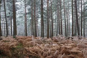 Berkshire Collection: Scots pine (pinus sylvestris) trees and orange bracken in freezing fog, Bucklebury Common