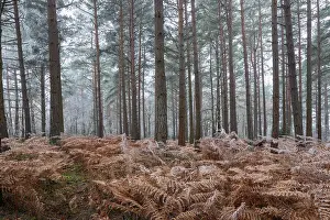 Scots pine (pinus sylvestris) trees and orange bracken in freezing fog, Bucklebury Common, near Newbury, Berkshire, England, United Kingdom, Europe