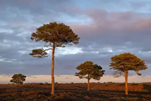 Scots Pine trees on the heathland bathed in evening sunlight, New Forest National Park