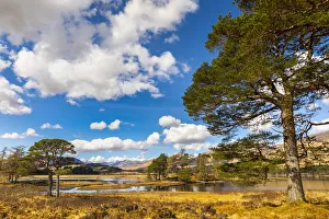 Argyll And Bute Prints: Scots Pine trees on the shores of Loch Tulla, Argyll and Bute, Scottish Highlands