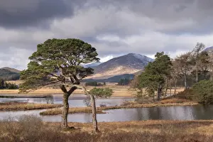 Coniferous Tree Prints: Scots Pine trees on the shores of Loch Tulla in winter in the Scottish Highlands