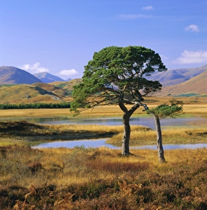Strathclyde Prints: Scots pines at Loch Tulla
