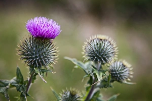 Stonehaven Prints: Scottish thistle near Dunnottar Castle