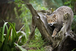 Concentration Prints: Scottish wildcat (Felix silvestris), Devon, England, United Kingdom, Europe