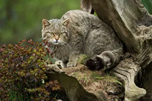 Wild Animals Prints: Scottish wildcat (wildcat) (Felis silvestris), Devon, England, United Kingdom, Europe