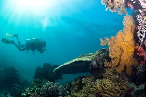 Scuba diver swimming with Gopro in coral landscape scenic at Thetford Reef on