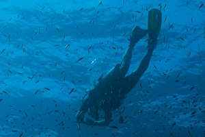 Fishes Prints: Scuba diver underwater, Southern Thailand, Andaman Sea, Indian Ocean, Southeast Asia, Asia