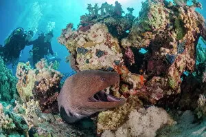Oceans Gallery: Two scuba divers, giant moray (Gymnothorax javanicus) with open mouth, and coral reef