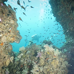 Fishes Prints: Scuba diving, Southern Thailand, Andaman Sea, Indian Ocean, Southeast Asia, Asia