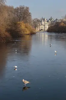 Westminster Prints: Sea birds (gulls) on ice covered frozen lake with Westminster backdrop in winter