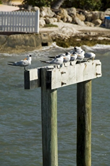 Key West Prints: Sea birds on post