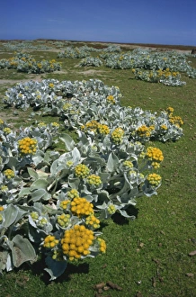 Wild Flowers Prints: Sea cabbage (Senecio candicans), Falkland Islands, South America