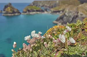 Blue Water Prints: Sea Campion (Silene uniflora), on cliffs above Kynance Cove