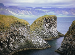Rissa Tridactyla Prints: Sea cliff nesting sites in the columnar basalt for