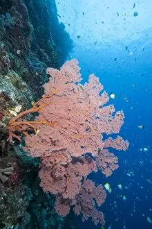 Sea fan (Acabaria), Sulawesi, Indonesia, Southeast Asia, Asia