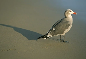 Gull Prints: Sea gull on beach