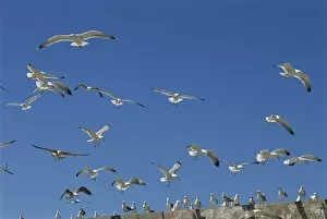 Sea gulls, Essaouira, Morocco, North Africa, Africa