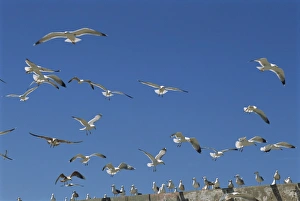 Images Dated 28th November 2007: Sea gulls, Essaouira, Morocco, North Africa, Africa