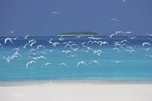 Images Dated 22nd October 2009: Sea gulls and resort, the Maldives, Indian Ocean