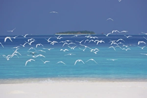 Images Dated 22nd October 2009: Sea gulls and resort, the Maldives, Indian Ocean