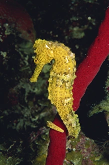 Fishes Prints: Sea horse, Belize, Central America