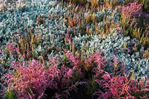 Suffolk Prints: Sea Lavender and various beautiful coloured heathers growing wild in the sand dunes