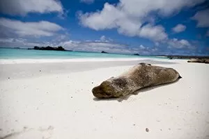 Images Dated 27th August 2009: A sea lion on the beach, Galapagos Islands, UNESCO World Heritage Site