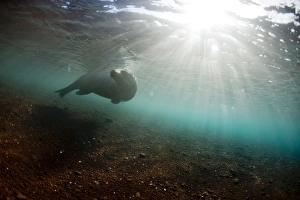 Images Dated 27th August 2009: A sea lion, Galapagos Islands, Ecuador, South America