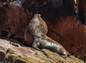 Peruvian Culture Prints: Sea Lion (Otaria flavescens), Ballestas Islands near Paracas, Ica Region, Peru, South