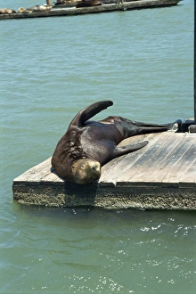 Pier 39 Prints: Sea lion, Pier 39