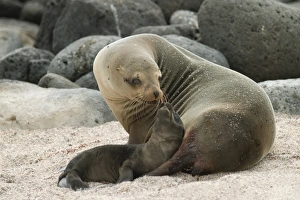 Baby Animals Prints: Sea lion and pup, Santa Cruz Island, Galapagos, Ecuador, South America