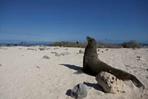 A sea lion stares out to sea, Galapagos Islands, UNESCO World Heritage Site