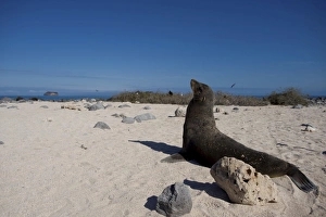 Images Dated 22nd August 2009: A sea lion stares out to sea, Galapagos Islands, UNESCO World Heritage Site