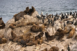 Sea Lions Prints: Sea lions, Beagle Channel, Argentina, South America