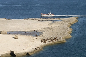 Sea Lions Prints: Sea lions and boat, Valdes Peninsula, Argentina, South America