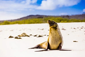 Looking Away Prints: Sea lions on Floreana Island, Galapagos Islands, UNESCO World Heritage Site, Ecuador