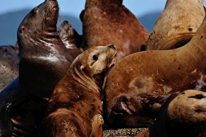 Sea lions in the Great Bear Rainforest, British Columbia, Canada, North America