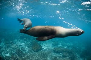 Images Dated 23rd August 2009: Two sea lions off Floreana Island, Galapagos, Ecuador, South America