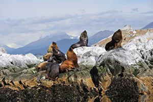 Marine Mammal Prints: Sea lions (Otaria flavescens) in the Beagle Channel