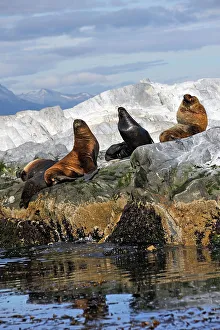 Rest Prints: Sea lions (Otaria flavescens) in the Beagle Channel